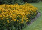 Rudbeckia goldsturm of Zonnehoed, Tuin en Terras, Ophalen, Vaste plant