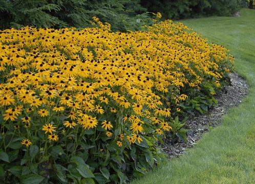 Rudbeckia goldsturm of Zonnehoed, Tuin en Terras, Planten | Tuinplanten, Vaste plant, Ophalen