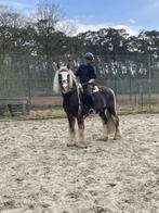 Verzorg pony/ halve stal, Dieren en Toebehoren, Hengst