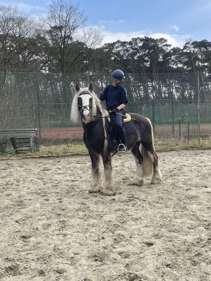 Verzorg pony/ halve stal, Dieren en Toebehoren, Pony's, Hengst