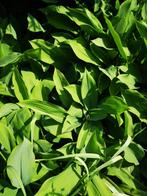 Plantes de muguet, Jardin & Terrasse, Enlèvement