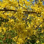 Forsythia, Ophalen, Overige soorten, Struik, Minder dan 100 cm