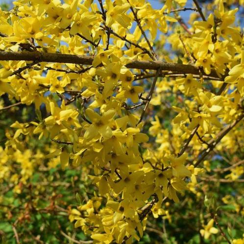 Forsythia, Tuin en Terras, Planten | Struiken en Hagen, Struik, Overige soorten, Minder dan 100 cm, Ophalen