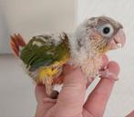 Baby pyrrhura te reserveren, Dieren en Toebehoren, Vogels | Parkieten en Papegaaien, Parkiet, Geringd