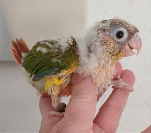 Baby pyrrhura te reserveren, Dieren en Toebehoren, Vogels | Parkieten en Papegaaien, Parkiet, Tam, Geringd