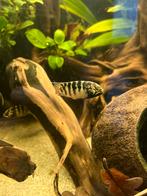 Ivanacara odoketa, Dieren en Toebehoren, Vissen | Aquariumvissen