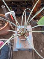 yucca  treculeana, Enlèvement ou Envoi