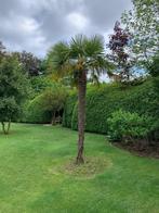 Palmboom 3m hoog te koop, Jardin & Terrasse, Plantes | Arbres, 250 à 400 cm, Enlèvement, Palmier