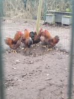 Jonge Wyandotte hanen, Dieren en Toebehoren, Pluimvee, Meerdere dieren, Kip