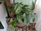 Pothos epipremnum aureum +terracotta pot, Huis en Inrichting, Kamerplanten, Overige soorten, Minder dan 100 cm, Halfschaduw, In pot