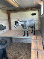 Geiten, Dieren en Toebehoren, Schapen, Geiten en Varkens, Mannelijk, Geit, 3 tot 5 jaar