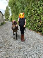 1 jarig hengstje mini shetlander, Dieren en Toebehoren, Ophalen