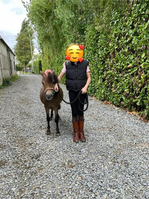 1 jarig hengstje mini shetlander, Dieren en Toebehoren, Overige Dieren-accessoires, Ophalen
