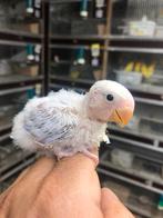 Blauw pallid  baby dwergpapagaai, Dieren en Toebehoren