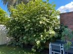 Vijgenboompje Brown Turkey, Tuin en Terras, Ophalen