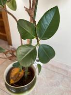 Ficus Elastica, Indische rubberboom, 100 tot 150 cm, Ficus, In pot, Bloeiende kamerplant