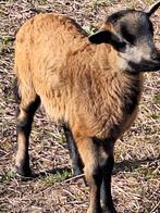 schapen, Mannelijk, Schaap, 0 tot 2 jaar