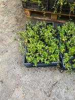 Vinca minor blauw te koop, Tuin en Terras, Ophalen
