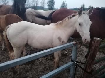 Amber Champagne quarter horse hengstje beschikbaar voor biedingen