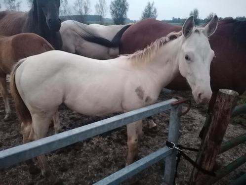 Amber Champagne quarter horse hengstje, Dieren en Toebehoren, Paarden, Hengst, Gechipt