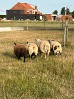Ramlammeren - dekklaar, Mannelijk, Schaap, 0 tot 2 jaar