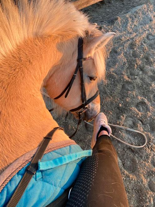 Stalling gezocht, Dieren en Toebehoren, Paarden en Pony's | Verzorgingsproducten, Zo goed als nieuw, Ophalen
