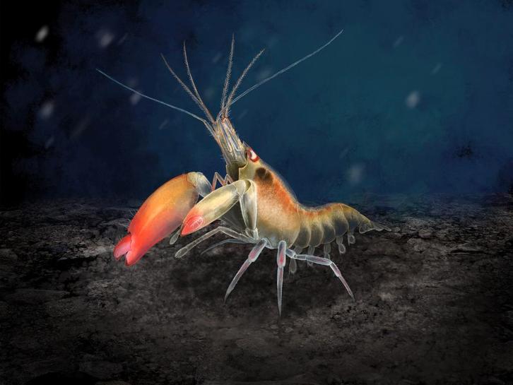 Pistoolgarnaal, Dieren en Toebehoren, Vissen | Aquariumvissen