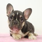 Franse Bulldog - teefjes - pups te koop, Dieren en Toebehoren, Honden | Chihuahua's en Gezelschapshonden, 15 weken tot 1 jaar