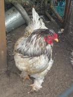 2 blauwbonte groothoen Brahma hanen, Mannelijk, Kip