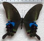 Papilio arcturus, Ophalen of Verzenden, Zo goed als nieuw