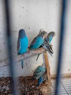 Grasparkiet, Meerdere dieren, Parkiet