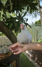 Wyandotte krielhaantje, Dieren en Toebehoren