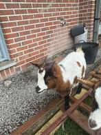 chèvres, Dieren en Toebehoren