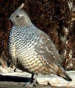 Kwartels, Dieren en Toebehoren, Vogels | Overige Vogels, Geringd