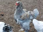 Jonge brahma hanen, Dieren en Toebehoren, Pluimvee, Mannelijk, Kip