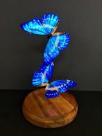 Envolee de 2 Papillons Exotiques Morpho Cypris sous globe, Collections, Collections Animaux, Insecte, Animal empaillé, Enlèvement ou Envoi