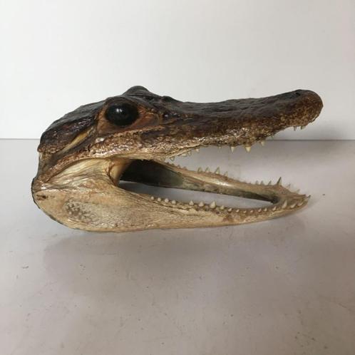 Krokodil - Aligator opgezette kop - taxidermie, Collections, Collections Animaux, Utilisé, Bois ou Tête, Reptile ou Amphibien