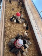 Kuikens verschillende rassen, Dieren en Toebehoren, Ophalen, Nieuw, Overige typen