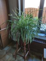 Groen witte lis plant, Tuin en Terras, Bloempotten, Ophalen