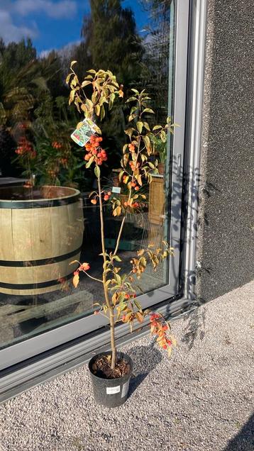 Malus everest of wilde sierappel beschikbaar voor biedingen