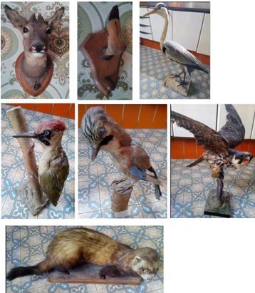 Animaux taxidermines 