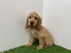 Engelse Cocker Spaniel pups, België, 8 tot 15 weken, CDV (hondenziekte), Meerdere