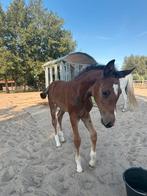 Merrie veulen van Comilfo plus, Dieren en Toebehoren, Paarden, Merrie, Niet van toepassing, Springpaard