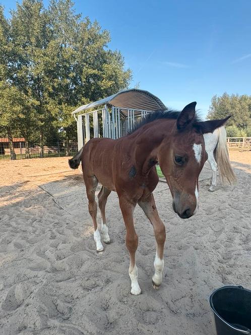 Merrie veulen van Comilfo plus, Dieren en Toebehoren, Paarden, Merrie, Niet van toepassing, Springpaard