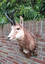 Opgezette kop gems taxidermie schedel jacht gewei curiosa, Verzamelen, Dierenverzamelingen, Ophalen, Wild dier, Gewei of Kop