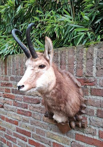 Tête en peluche : chamois, taxidermie, crâne, chasse, bois,, Enlèvement, Animal sauvage, Bois ou Tête