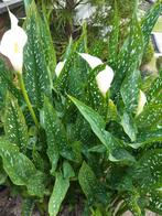 calla/ arondskelk, Tuin en Terras, Planten | Tuinplanten, Ophalen, Zomer, Vaste plant, Volle zon