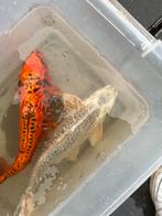 Koi karpers te koop – volwassen witte koi 40–45 cm, Domestique