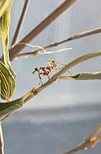 Mantes religieuses , Creobroter apicalis, Autres espèces