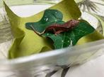 Wimpergekko vrouwelijke en mannelijke, Dieren en Toebehoren, Reptielen en Amfibieën, Hagedis, 3 tot 6 jaar